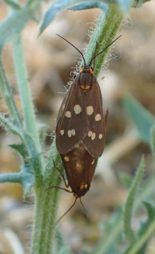 Dysauxes punctata